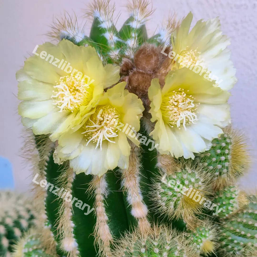 Cactus